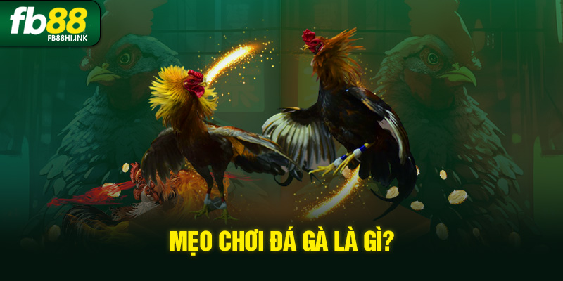 meo choi da ga